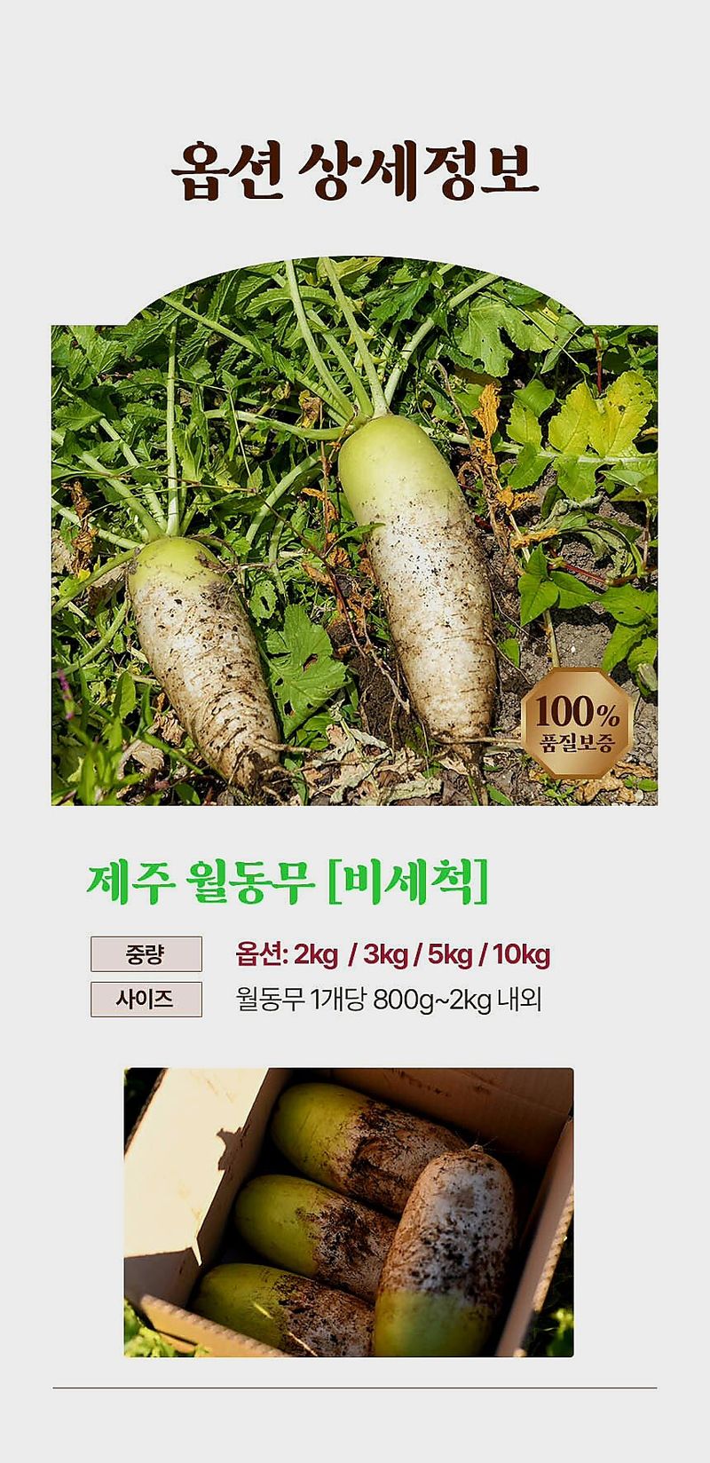 자두14488님의 장터 판매 상품 [국내산 무우 제주 월동무 10kg] 첨부 사진