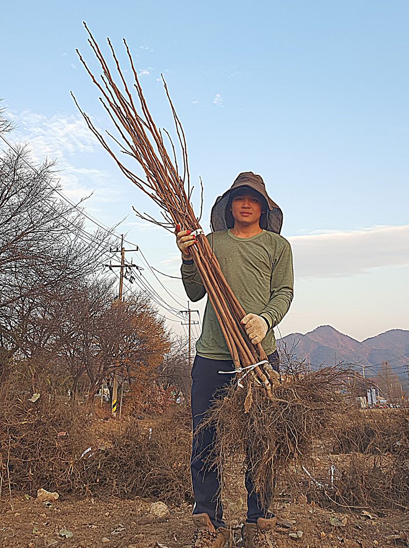 장터 상품 [뿌리깊은나무농원에서 추천하는 '대봉감나무' 특묘 상묘 중묘 입니다. ] 썸네일
