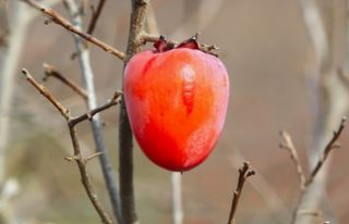 뿌리깊은나무농원님의 작성글 사진