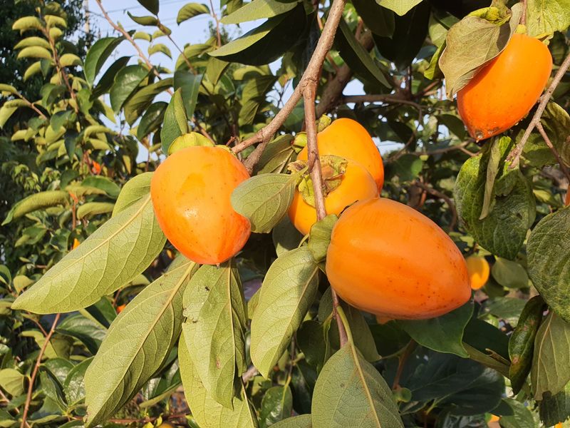 뿌리깊은나무농원님의 장터 판매 상품 [뿌리깊은나무농원에서 추천하는 '대봉감나무' 특묘 상묘 중묘 입니다. ] 첨부 사진