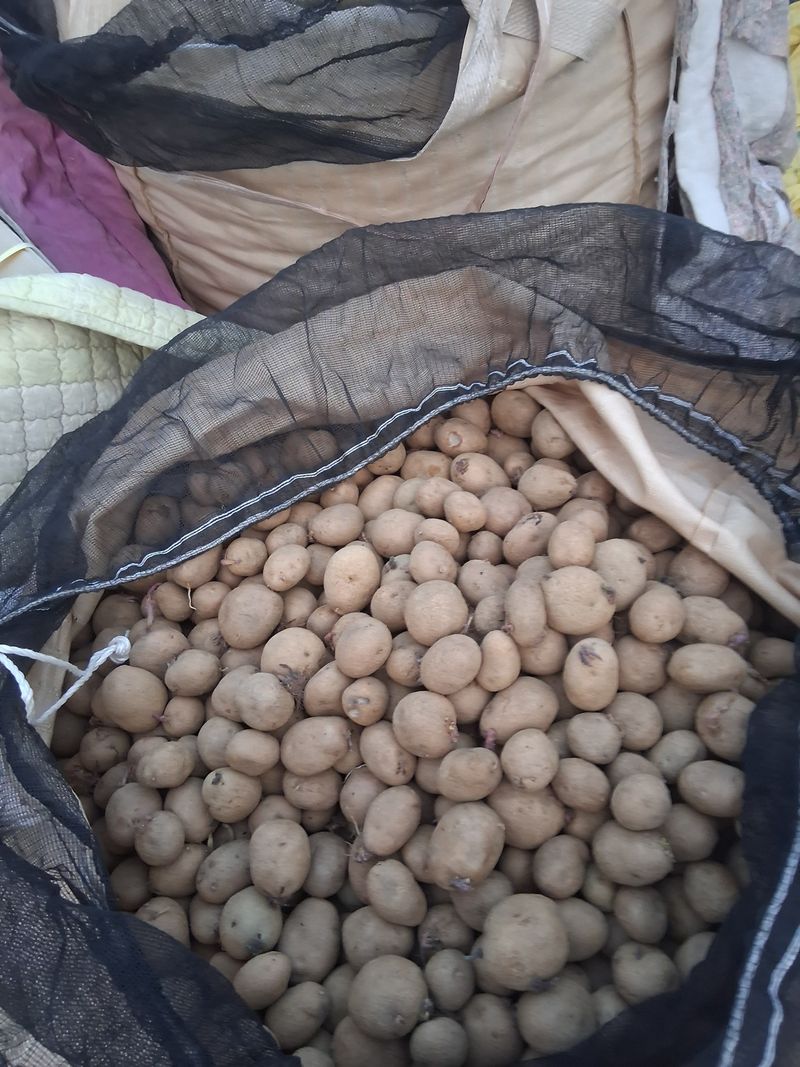 김복철님의 장터 판매 상품 [종자용 통일품종감자 5kg 무료배송] 첨부 사진