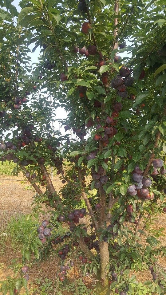 뿌리깊은나무농원님의 장터 판매 상품 ['바이오체리' (자두+체리) 특묘 열매가 주렁주렁 자가수정 묘목 추천합니다.] 첨부 사진