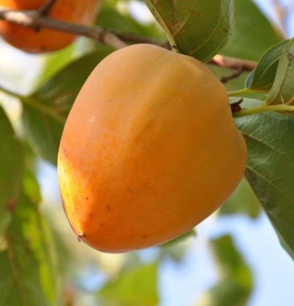 뿌리깊은나무농원님의 장터 판매 상품 [뿌리깊은나무농원에서 추천하는 '대봉감나무' 특묘 상묘 중묘 입니다. ] 첨부 사진