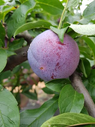 뿌리깊은나무농원님의 작성글 사진