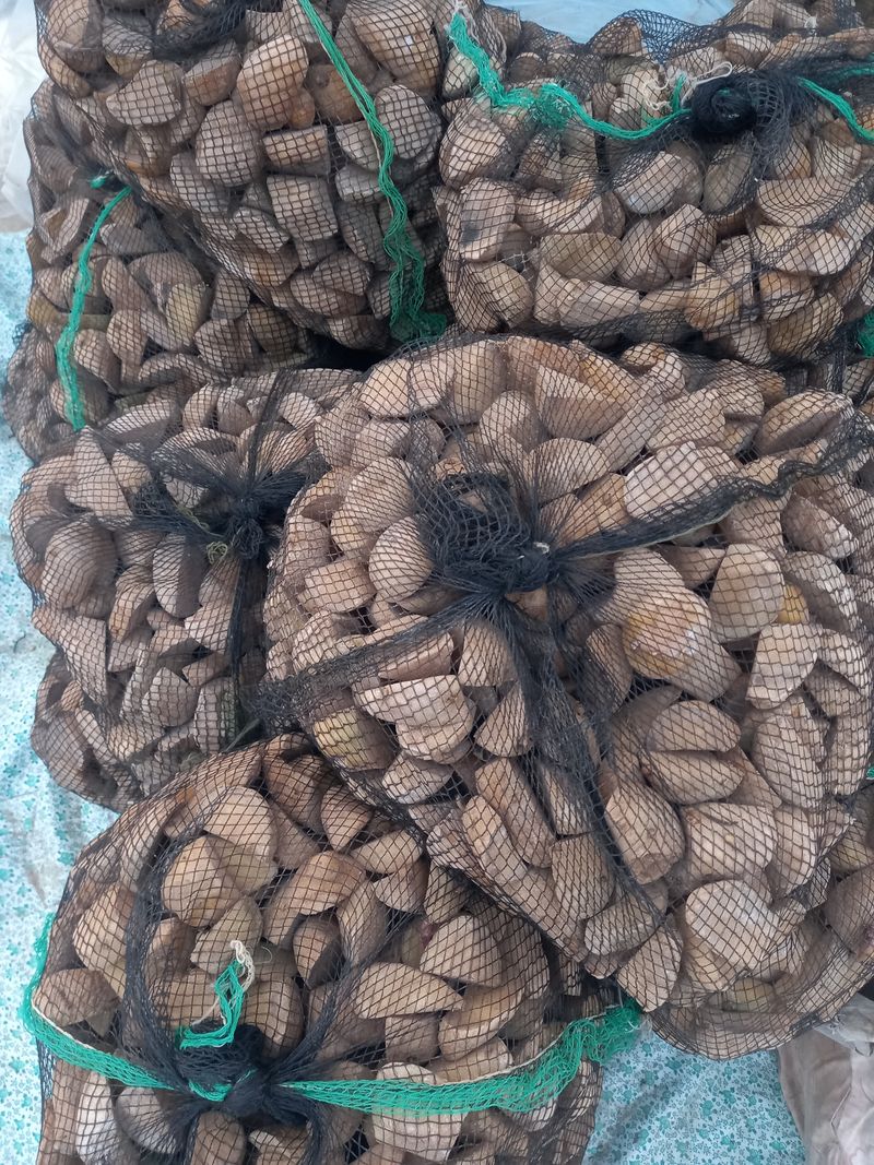 김복철님의 장터 판매 상품 [종자용 통일품종감자 5kg 무료배송] 첨부 사진