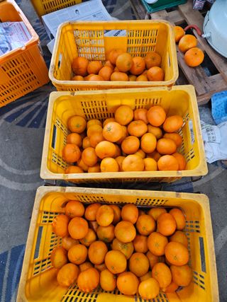 제주 지안이네농장님의 작성글 사진