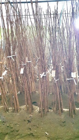 뿌리깊은나무농원님의 작성글 사진