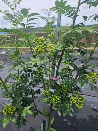 진주 민초피 농원님의 작성글 사진