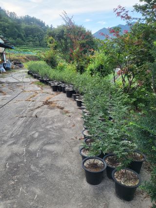 진주 민초피 농원님의 작성글 사진