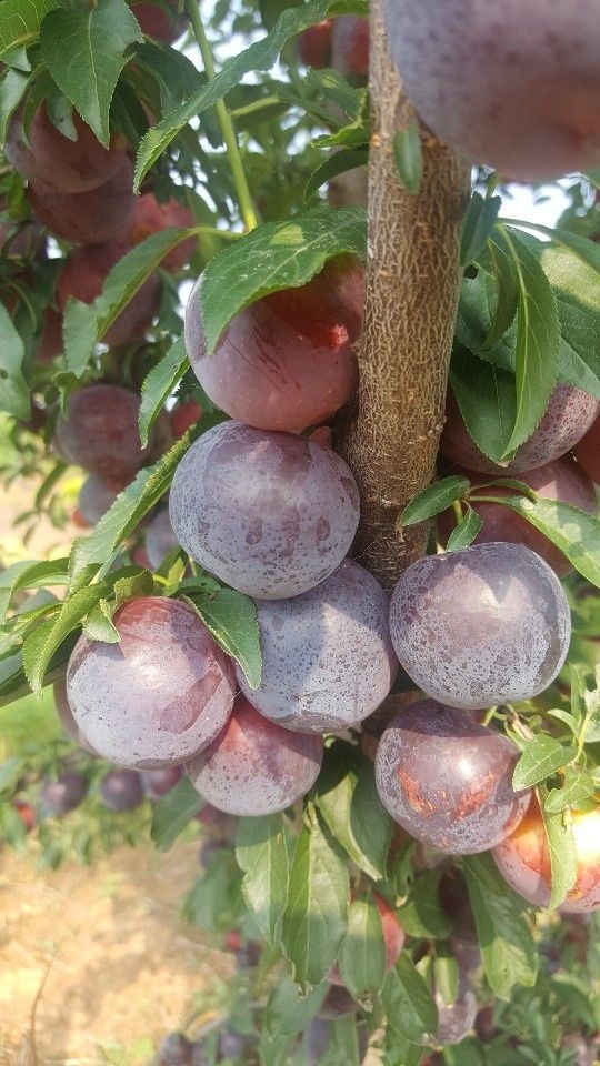 뿌리깊은나무농원님의 장터 판매 상품 ['바이오체리' (자두+체리) 특묘 열매가 주렁주렁 자가수정 묘목 추천합니다.] 첨부 사진