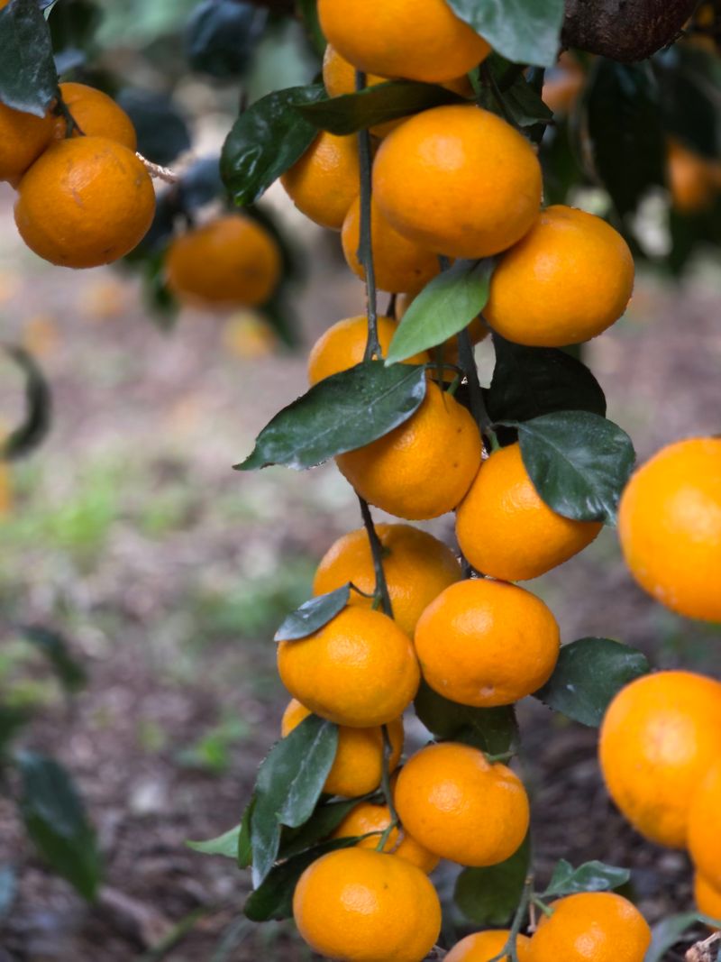 산방자연농원님의 장터 판매 상품 [서귀포 노지 조생귤 대과 10kg] 첨부 사진