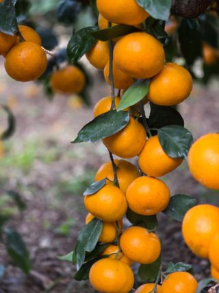 산방자연농원님의 작성글 사진