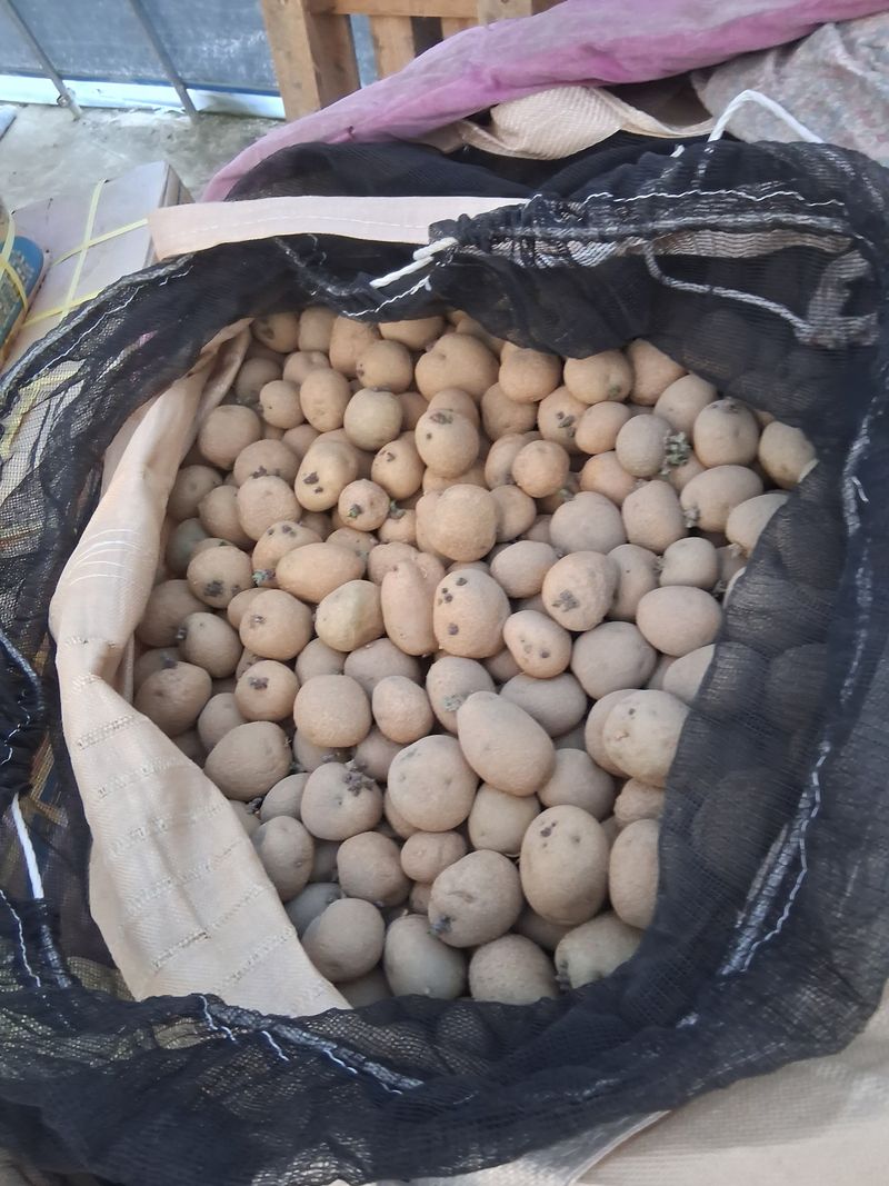 장터 상품 [종자용 통일품종감자 5kg 무료배송] 썸네일