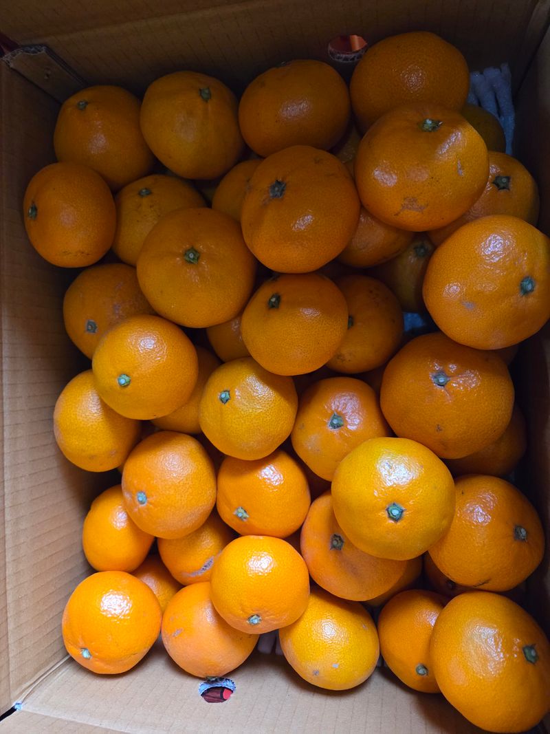 산방자연농원님의 장터 판매 상품 [서귀포 노지 조생귤 대과 10kg] 첨부 사진