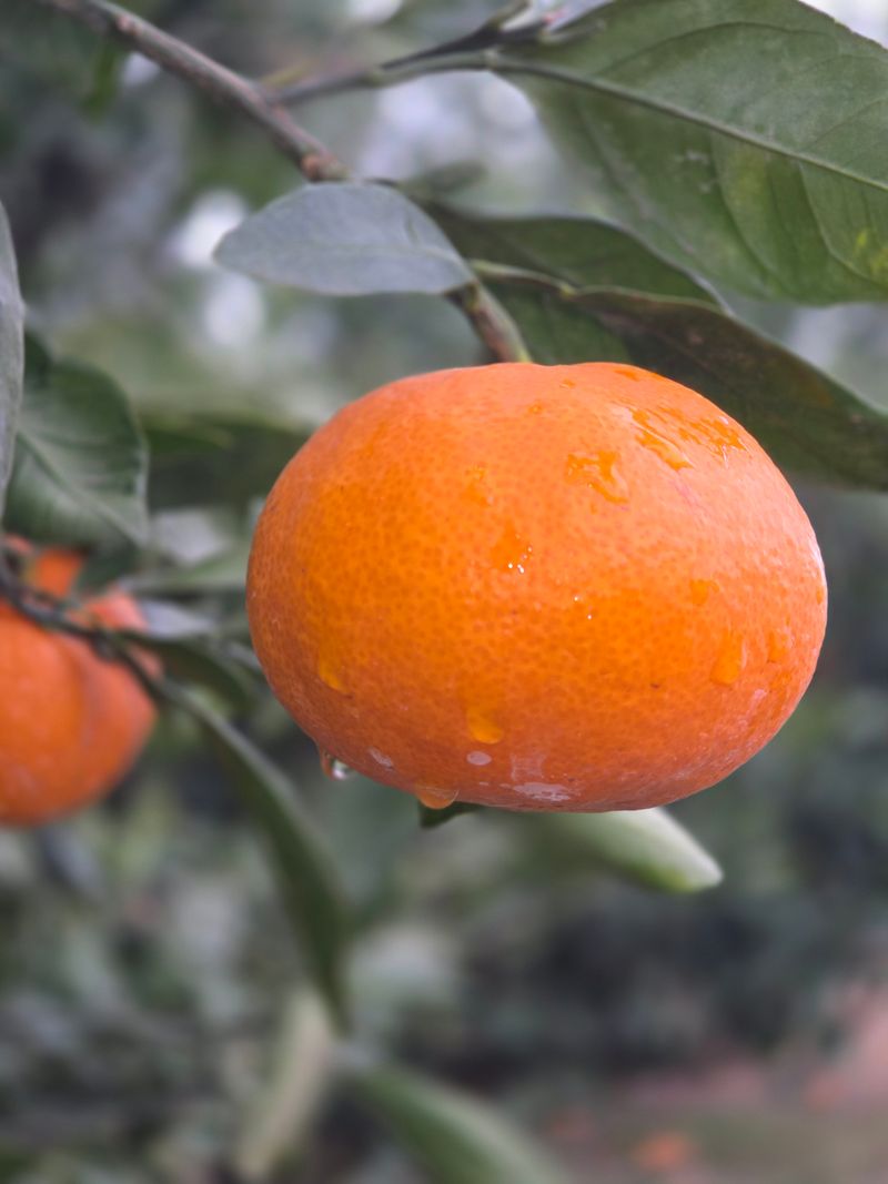 장터 상품 [서귀포 노지 조생귤 대과 10kg] 썸네일