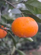 팜모닝 · 게시글 이미지