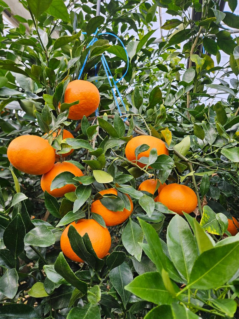 장터 상품 [레드향] 썸네일