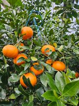 팜모닝 · 게시글 이미지