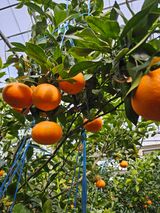 제주 지안이네농장님의 자유주제·자유게시판 작성글 사진