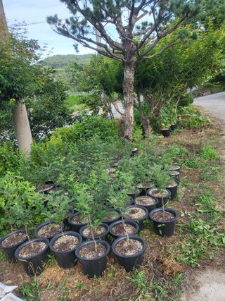 진주 민초피 농원님의 작성글 사진