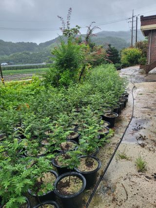 진주 민초피 농원님의 작성글 사진