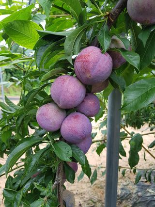 뿌리깊은나무농원님의 작성글 사진