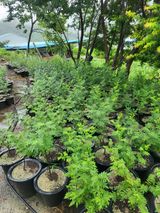 팜모닝 · 게시글 이미지