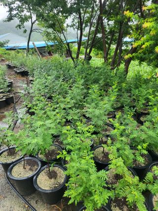 진주 민초피 농원님의 작성글 사진