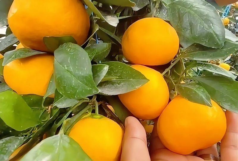 장터 상품 [제주 감귤 5kg 로얄과 타이백 재배법으로 수확 아침마다 비타민 폭탄 상큼함 활력] 썸네일