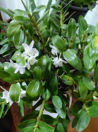 별빛농장지기님의 자유주제 · 자유게시판 작성글 사진