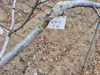 김용대님의 자유주제 · 자유게시판 작성글 사진