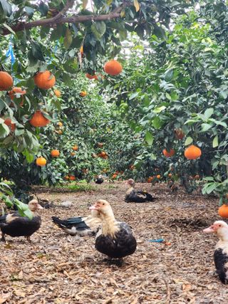제주부자팜님의 자유주제 · 자유게시판 작성글 사진