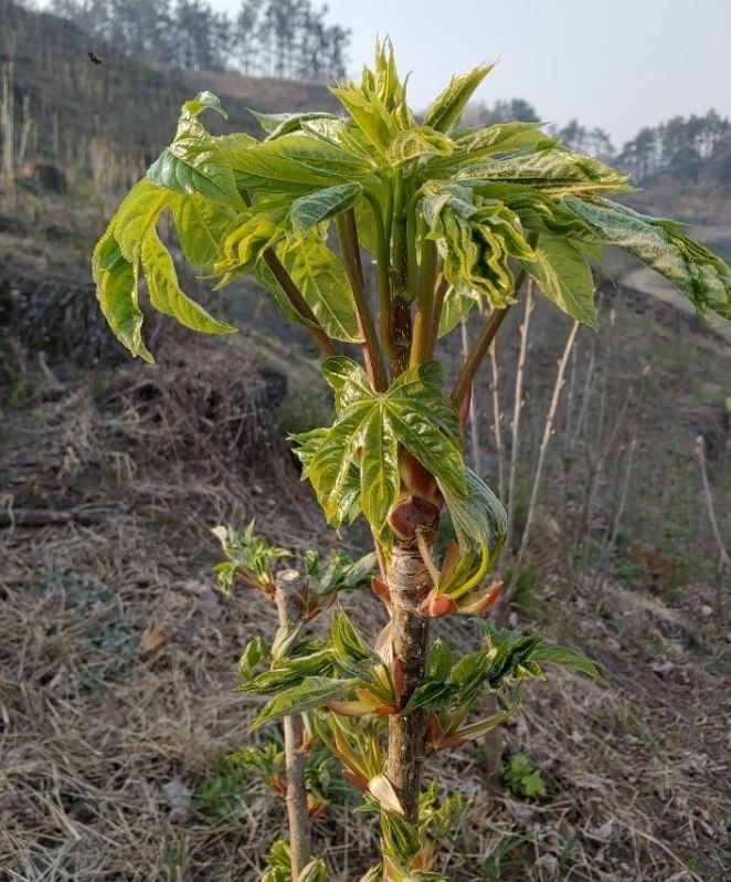 뿌리깊은나무농원님의 장터 판매 상품 [민엄나무 가시없어 관리가 쉬운 엄나무 묘목 2년생 ] 첨부 사진