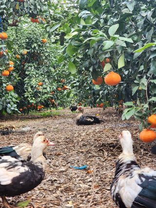 제주부자팜님의 자유주제 · 자유게시판 작성글 사진