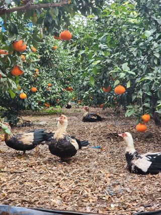 제주부자팜님의 자유주제 · 자유게시판 작성글 사진