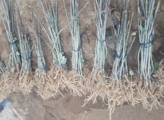 뿌리깊은나무농원님의 작성글 사진