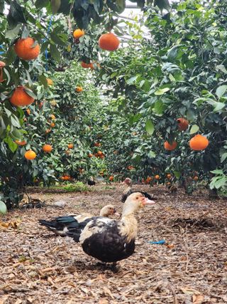 제주부자팜님의 자유주제 · 자유게시판 작성글 사진