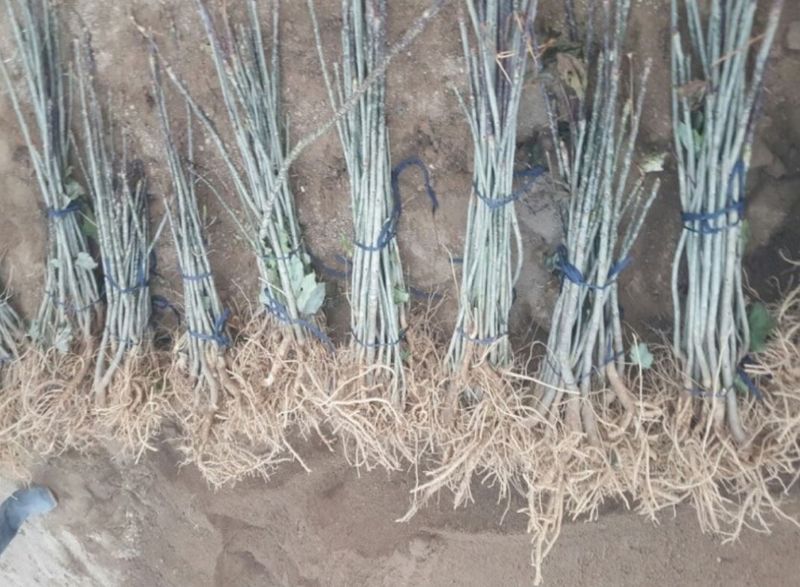 장터 상품 [민엄나무 가시없어 관리가 쉬운 엄나무 묘목 2년생 ] 썸네일