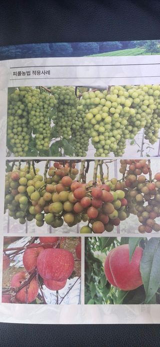 피롤땅지기님의 자유주제 · 자유게시판 작성글 사진