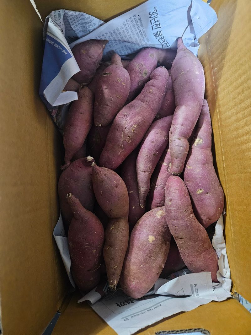 이재관(황토속애)님의 장터 판매 상품 [이거 못난이 맞나요)꿀고구마 가성비갑 못난이판매합니다.] 첨부 사진