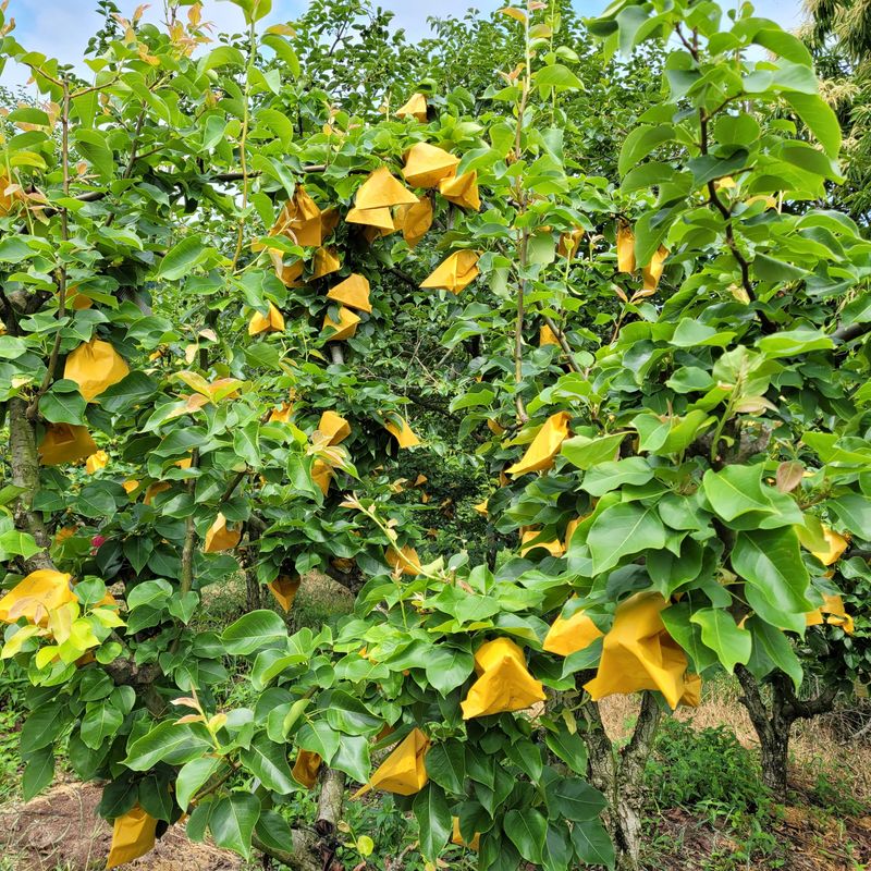 독고다이님의 장터 판매 상품 [[구정 선물세트] 도라지 배즙  30봉지  50봉지,100봉지.무료배송] 첨부 사진