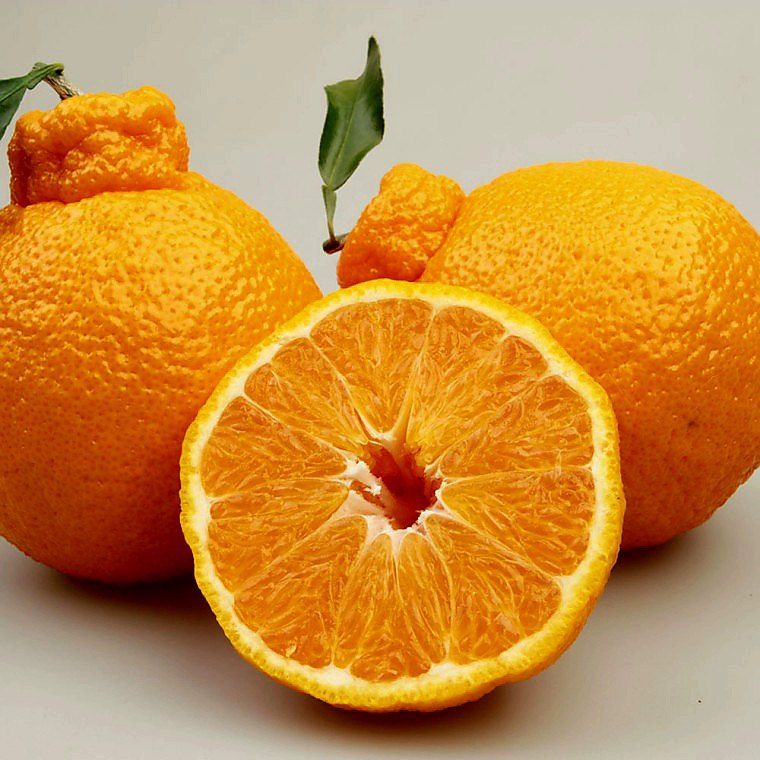 자두14488님의 장터 판매 상품 [실속형 한라봉 혼합과 2kg] 첨부 사진