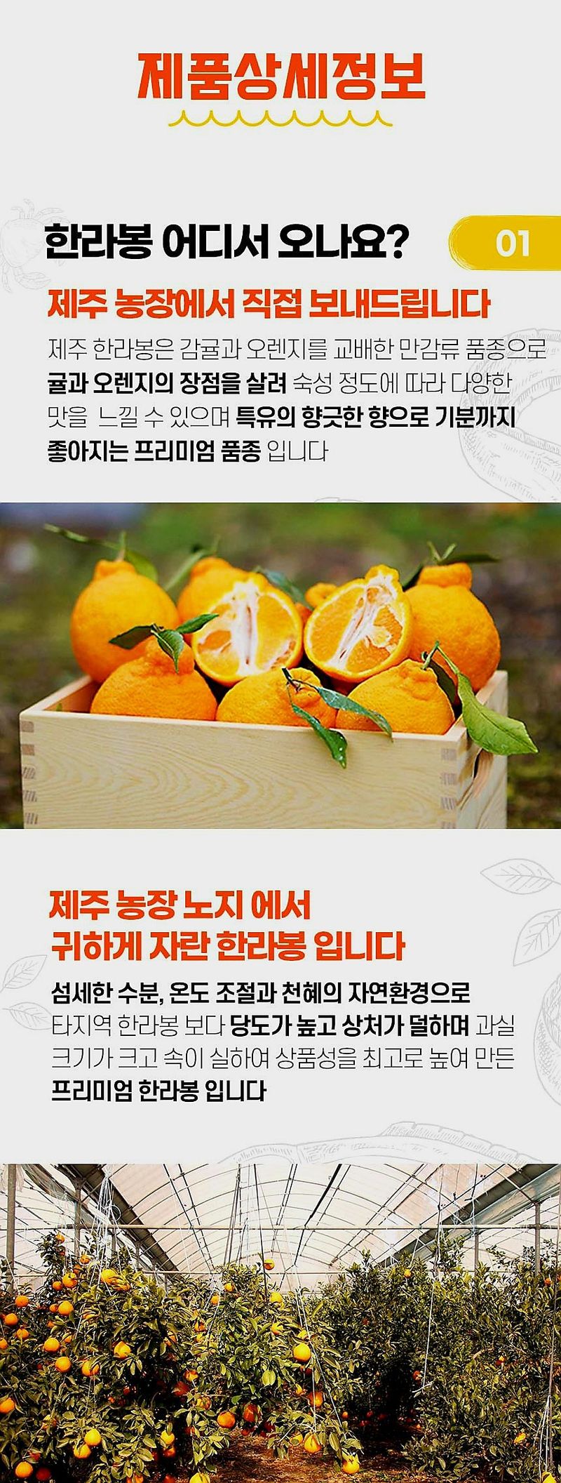 자두14488님의 장터 판매 상품 [실속형 한라봉 혼합과 2kg] 첨부 사진