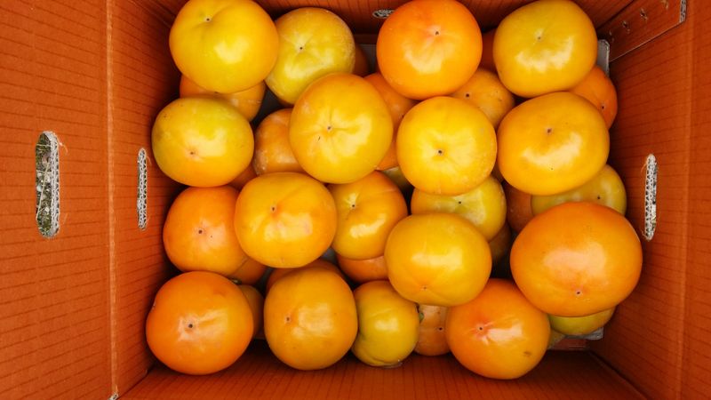 독고다이님의 장터 판매 상품 [맛으로 판단 하는 숙성 단감] 첨부 사진