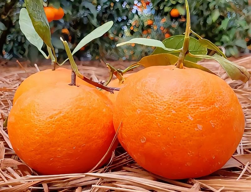 장터 상품 [프리미엄 레드향 중과 2kg] 썸네일