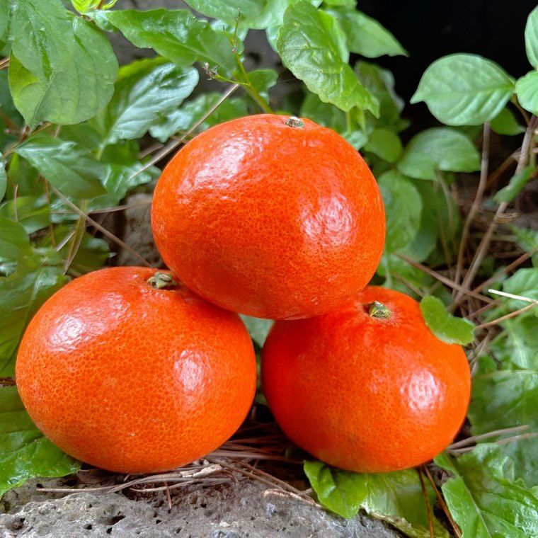 장터 상품 [제주도 홍매향 극강의 달콤함 빨간 홍매향 고당도 프리미엄] 썸네일