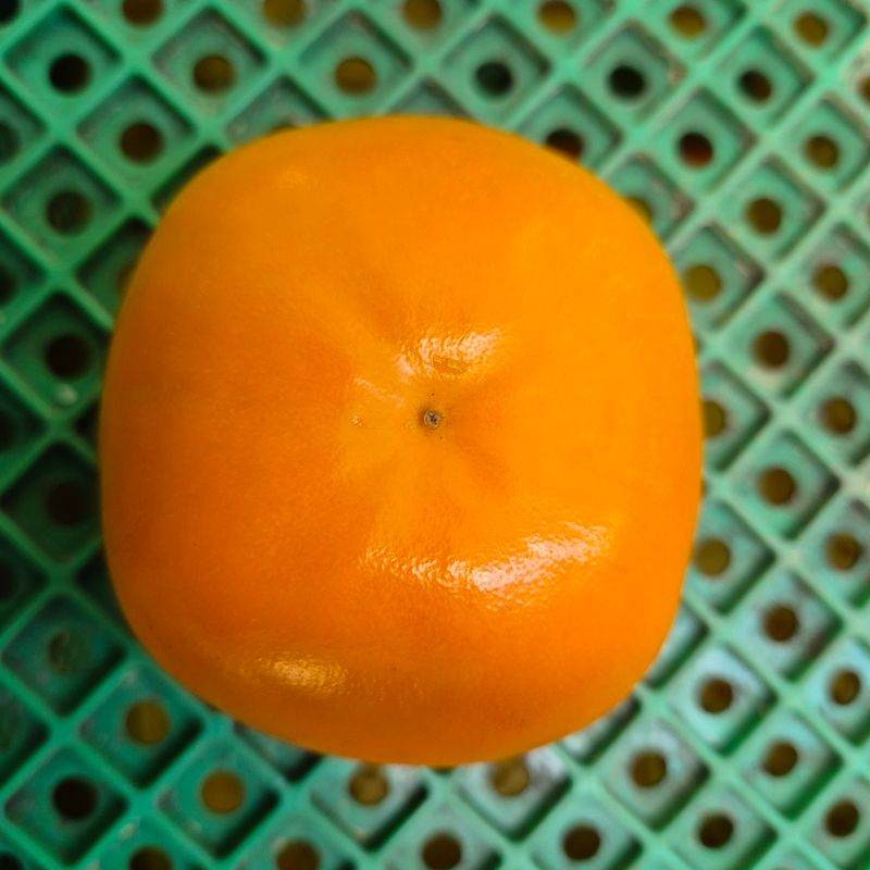 독고다이님의 장터 판매 상품 [맛으로 판단 하는 숙성 단감] 첨부 사진