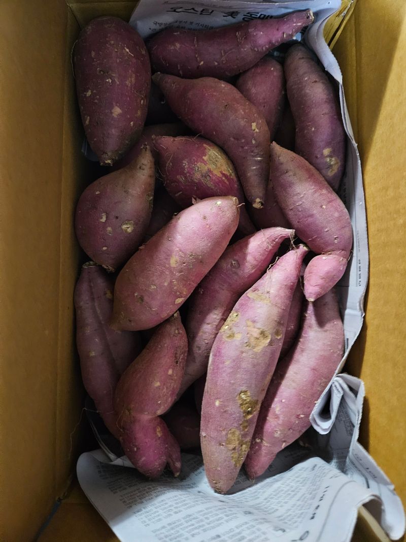 이재관(황토속애)님의 장터 판매 상품 [이거 못난이 맞나요)꿀고구마 가성비갑 못난이판매합니다.] 첨부 사진