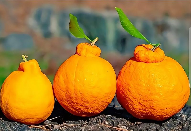 장터 상품 [실속형 한라봉 혼합과 2kg] 썸네일