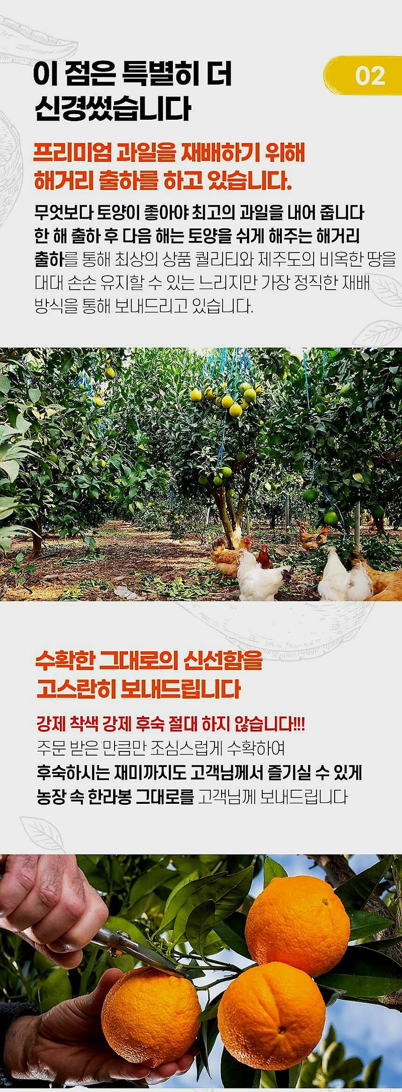 자두14488님의 장터 판매 상품 [실속형 한라봉 혼합과 2kg] 첨부 사진